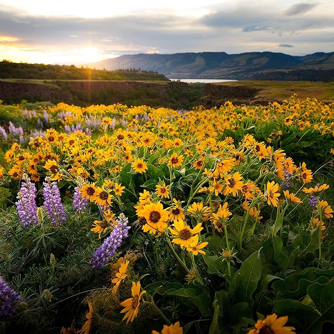 Created By Nature Oregon Wildflower Seed Mix, 20 Flower Varieties, 60,000 Seeds