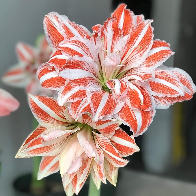 Easy to Grow Amaryllis 'Dancing Queen' Pre-Planted Bulb Indoor Gift Kit in a White Pot - Double Pink & White Flowering Blooms in 4 to 8 Weeks