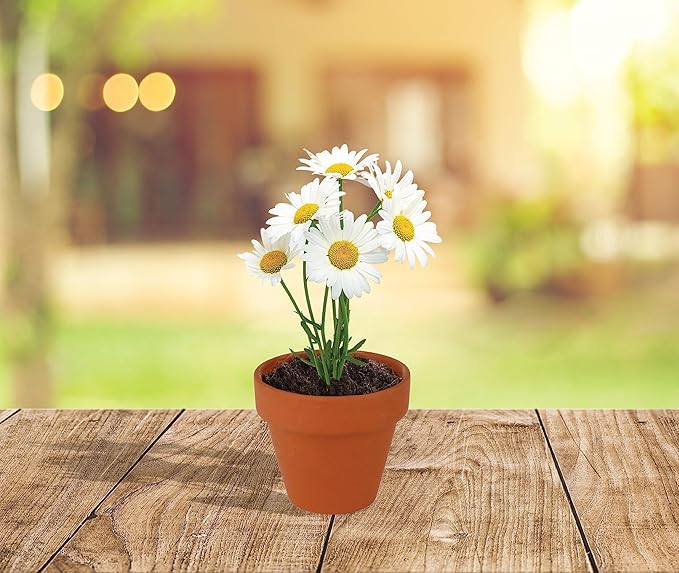 BUZZY Daisy Seeds & Genuine Terracotta 5cm Mini Pot Bulk Pack (20 Count), Includes 20 Each of pots, Soil pellets and Seeds - Great for Favors, Crafts, School Projects, Weddings, and Seed Starter Kits
