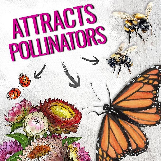 Seed Needs Strawflower Seeds for Planting - Heirloom & Open Pollinated Annual Flower Seed - Grow a Colorful Mix of Wildflowers for a Butterfly Garden, Bouquets & Floral Arrangements (5 Packs)