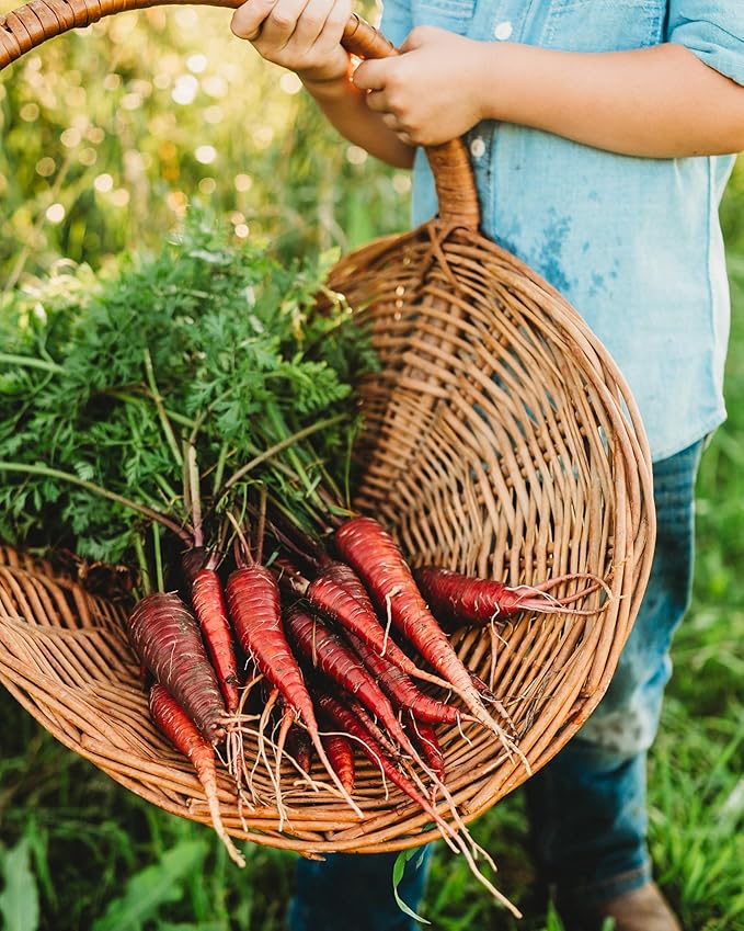 Dragon Red Carrot - 150 Seeds - Rare Heirloom & Open-Pollinated Variety, Non-GMO Vegetable Seeds for Planting Indoors or Outdoors in Containers or The Home Garden, Thresh Seed Company