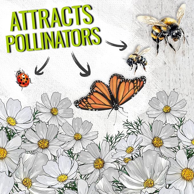 Seed Needs Cosmos Seeds White Purity Variety Flowering Seed | 5,000+ Heirloom Seeds Cosmo Bipinnatus Wildflowers | Large White Blooms Attract Butterflies & Pollinators | Bulk