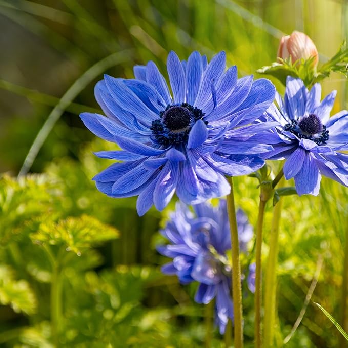 Easy to Grow Anemone Lord Lieutenant 20 Plant Bulbs - Blue Violet Flowers in Spring, Full Sun