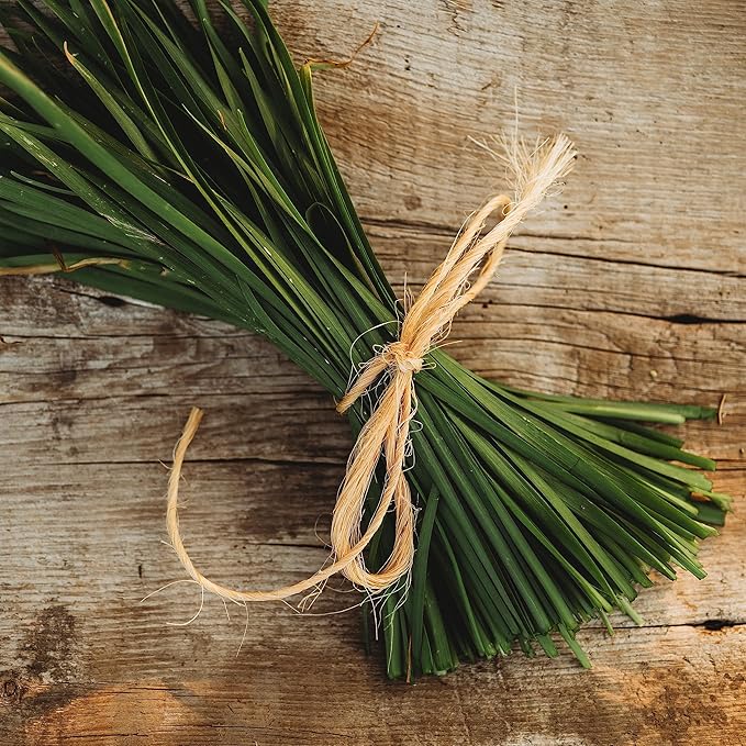 Garlic Chives - 100 Seeds - Heirloom & Open-Pollinated Variety, Non-GMO Culinary Herb Seeds for Planting, Grow Kitchen Herbs Indoors/Outdoors in Containers/aerogarden/Home Garden, Thresh Seed Company