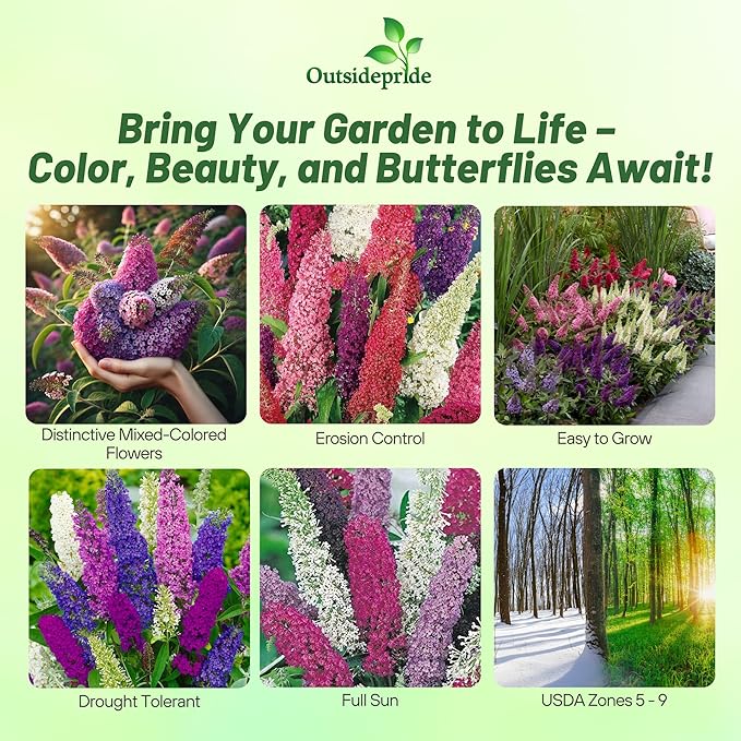 Outsidepride Butterfly Bush Mix Seeds - 100 Pcs. Perennial, Drought-Tolerant & Low Maintenance Flower Seeds for Planting Fast Growing & Aromatic, Tall Mixed Blooms, Great for Pollinator Gardens