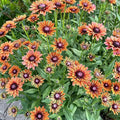 NYGardenia 500 Black Eyed Susan Seeds – Rustic Orange & Yellow Rudbeckia Autumn Garden Flower, Heirloom, Non-GMO