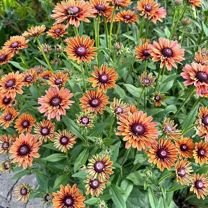 NYGardenia 500 Black Eyed Susan Seeds – Rustic Orange & Yellow Rudbeckia Autumn Garden Flower, Heirloom, Non-GMO