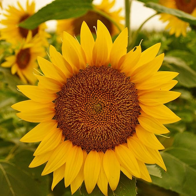 Peredovik Sunflower - 50 Seeds - Pollinator-Friendly, Attracts Birds, Bees & Butterflies, Non-GMO Russian Sunflower Seeds for Planting Outdoors in The Home Garden, Thresh Seed Company