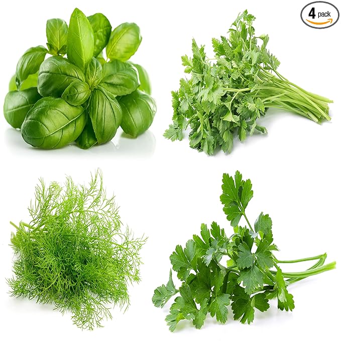 Culinary Herb Seeds Variety Pack – Genovese Basil, Italian Flat Leaf Parsley, Cilantro, Dill – Non-GMO, Heirloom, USA-Grown Herb Garden Seeds for Indoor or Outdoor Growing – Kitchen Essentials for Cooking