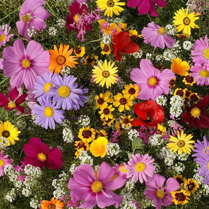 Outsidepride Annual Sun Wild Flower Seed Mix - 1 lb Premium Blend of Annual Wildflower Seeds for Sunny Locations, Vibrant & Easy-to-Grow, Attracts Pollinators, Ideal for Home Gardens & Floral Displays