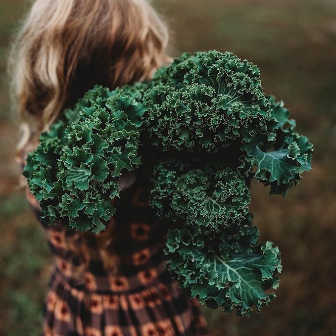 Dwarf Siberian Kale - 100 Seeds - Heirloom & Open-Pollinated Variety, Non-GMO Vegetable & Leafy Greens Seeds for Planting Indoors/Outdoors in Containers/Aerogarden/Home Garden, Thresh Seed Company