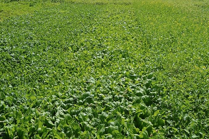 Florida Broadleaf Mustard Green Seeds,100 Count "COOL BEANS N SPROUTS" Brand. Home Gardening.