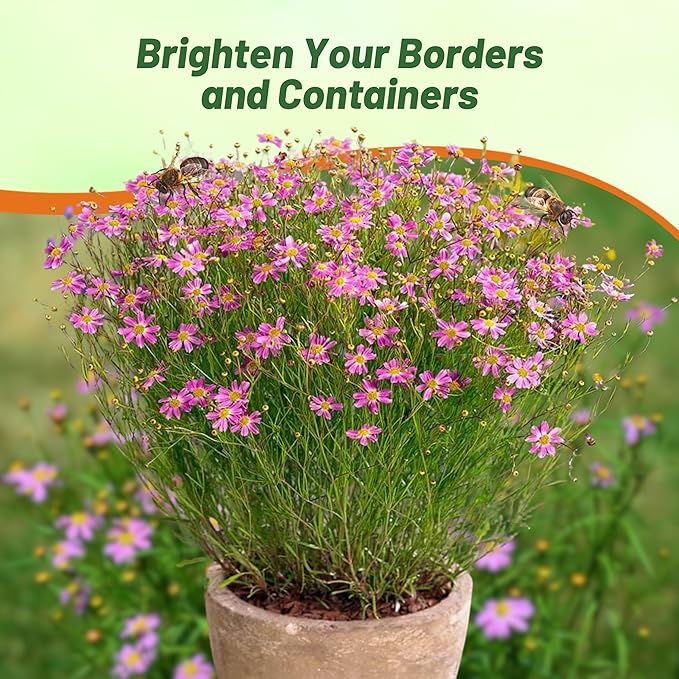 Outsidepride American Dream Pink Coreopsis Seeds - 500 Pcs Perennial & Hardy Flower Seeds for Planting w/Fine Foliage, Ideal for Borders, Pollinator-Friendly Gardens, & Low-Maintenance Landscaping