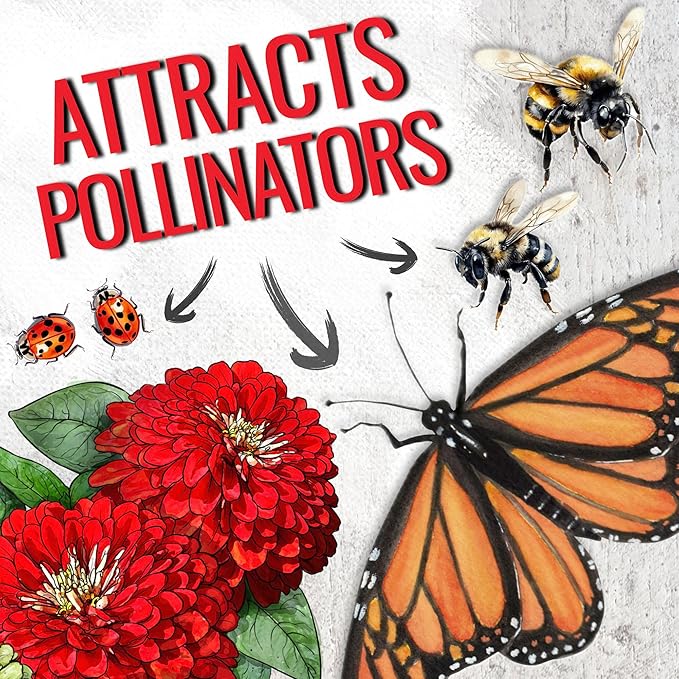 Seed Needs Zinnia Seeds for Planting Scarlet Flame Zinnias - Heirloom & Open Pollinated Annual Cut Flowers Perfect for Bouquets - Plant a Wildflower Butterfly Garden (1 Pack)