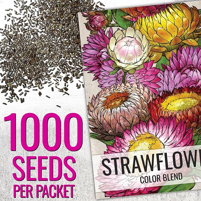 Seed Needs Strawflower Seeds for Planting - Heirloom & Open Pollinated Annual Flower Seed - Grow a Colorful Mix of Wildflowers for a Butterfly Garden, Bouquets & Floral Arrangements (2 Packs)