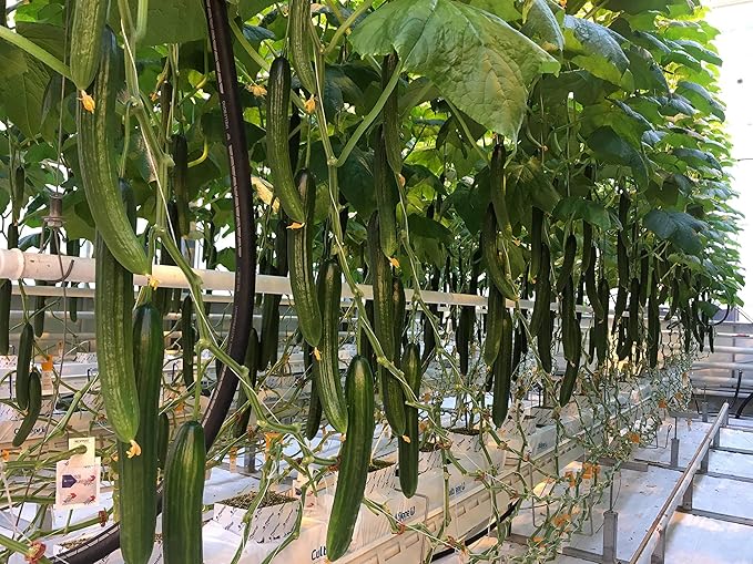 10+ Seeds Cucumber Chinese Miracle - Vegetable Open-Pollinated