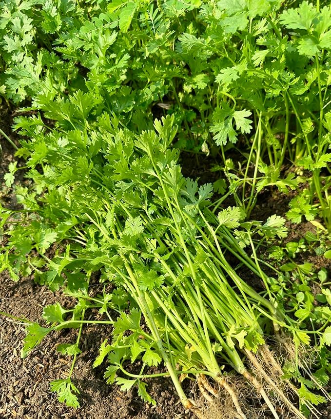 1000+ Organic Cilantro Seeds – Ngò Rí, Coriander, Chinese Parsley – Non-GMO, Heirloom, Made in USA – Herb Seeds for Yard & Garden