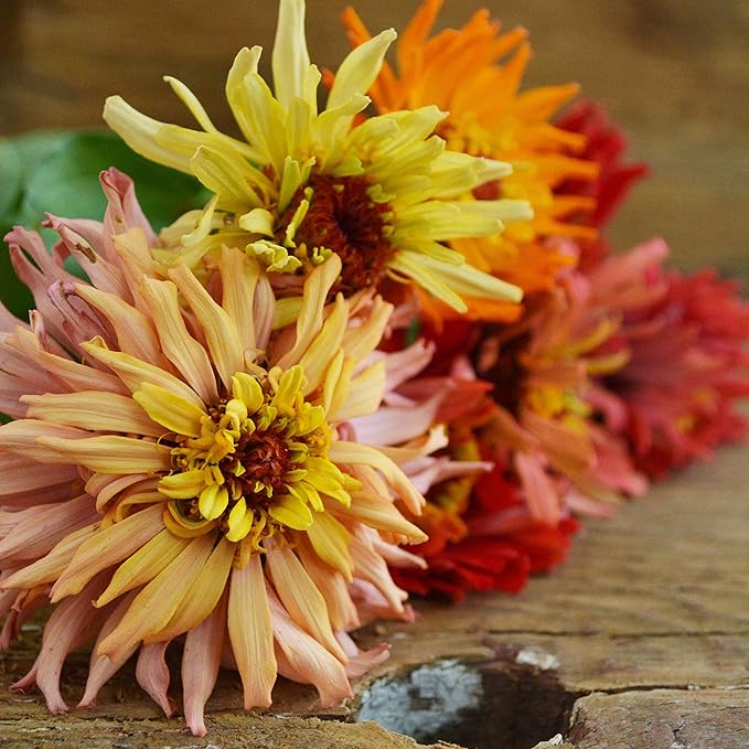 Cactus Flowered Zinnia Mix - 100 Seeds - Heirloom Giant Zinnia Variety, Attracts Bees, Butterflies & Pollinators, Non-GMO Flower Seeds for Planting Outdoors in The Garden, Thresh Seed Company