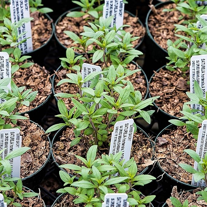Seed Needs Savory Seeds for Planting Summer & Winter Savory Herbs - Non-GMO Heirloom & Untreated Herb Seed to Plant an Indoor/Outdoor Culinary Medicinal Garden (Collection of 2 Packets)