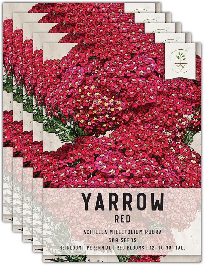 Seed Needs, Red Yarrow Seeds - 500 Heirloom Seeds for Planting Achillea millefolium rubra - Perennial Host Plant to Attracts Monarchs & Other Pollinators (5 Packs)