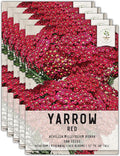 Seed Needs, Red Yarrow Seeds - 500 Heirloom Seeds for Planting Achillea millefolium rubra - Perennial Host Plant to Attracts Monarchs & Other Pollinators (5 Packs)