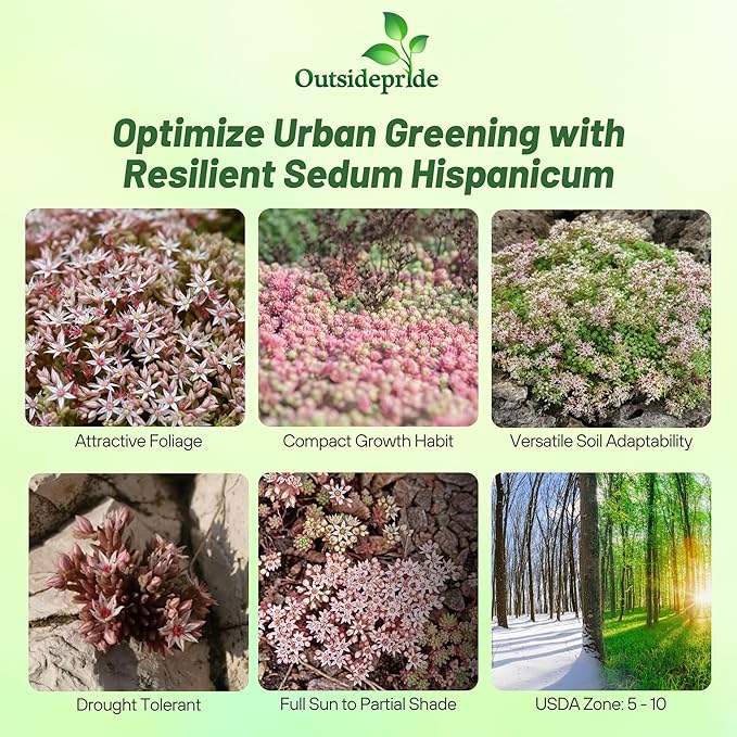 Outsidepride Hispanicum Sedum Seeds - 2000 Pcs Perennial Ground Cover Seeds for Planting, Cold-Hardy & Heat-Tolerant Succulent Plants, Ideal for Rock Gardens, Containers, and Xeriscaping