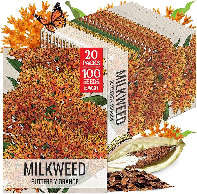 Seed Needs Orange Milkweed Seeds for Planting Butterfly Weed - Heirloom & Untreated Perennial Flower Seed to Grow a Monarch Butterfly Garden (20 Packs)