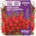 KVITER 2000 Red Cardinal Flower Seeds (Lobelia cardinalis) – Lobelia Garden Seeds for Planting, Cardinal Perennial Flower Seed Packets – Native Wildflower Plant for Outdoor Garden, Containers