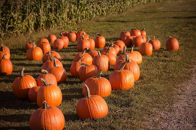 Park Seed Connecticut Field OP Pumpkin Seeds – Non-GMO Heirloom Variety, Large Culinary Pumpkins for Pies, Soups & Carving, Open Pollinated for Seed Saving, Pack of 25