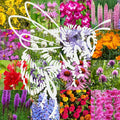 Bumblebee Pollination Bulk Wildflower Seed Mix 1lb Covers 2,000sq-ft - Attract Bumblebees, Multi-Color Blooms - Plant in U.S. in Spring/Summer/Fall - Earth-Friendly Packaging (1/2 Pound)