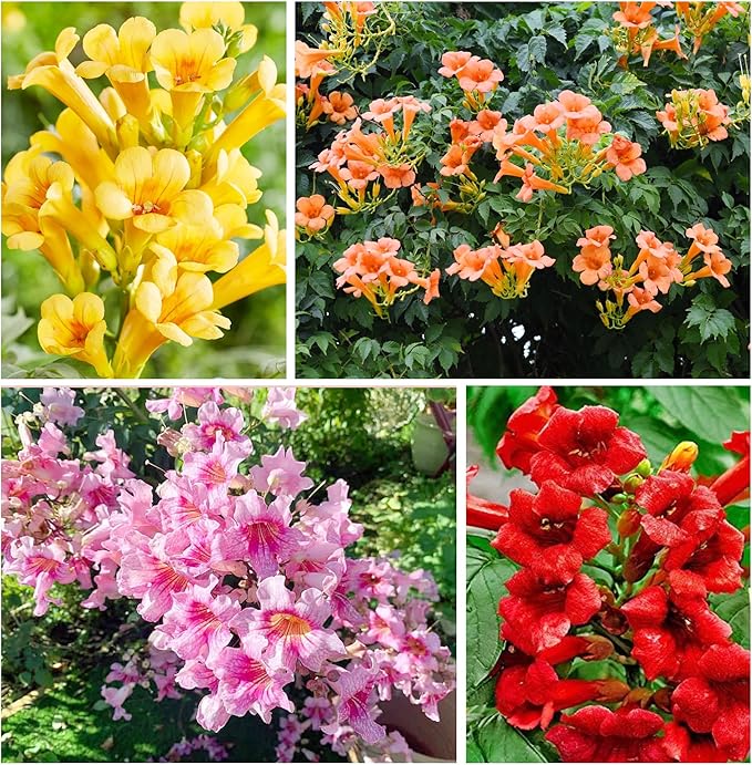 110 Hummingbird Trumpet Vine Seeds for Planting Outdoor Flowers-Trumpet Creeper Seeds Non-GMO Heirloom Pollinator Garden