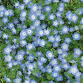 Baby Blue Eyes Nemophila 0.25 Oz ~5,000 Seeds – Nemophila menziesii – Non-GMO – 50–60 Days – Low-Growing Blue & White Flowers – Cool Season Blooms – Pollinator Friendly – Ground Cover or Border Plant