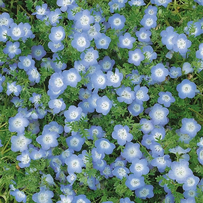 Baby Blue Eyes Nemophila 4 Oz ~80,000 Seeds – Nemophila menziesii – Non-GMO – 50–60 Days – Low-Growing Blue & White Flowers – Cool Season Blooms – Pollinator Friendly – Ground Cover or Border Plant