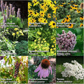 Pollinator Seed Kit, 3,000 Seeds, Perennial Wildflower Seeds, Colourful Flower Garden Seeds, 9 Seed Packets - Smoke Camp Crafts