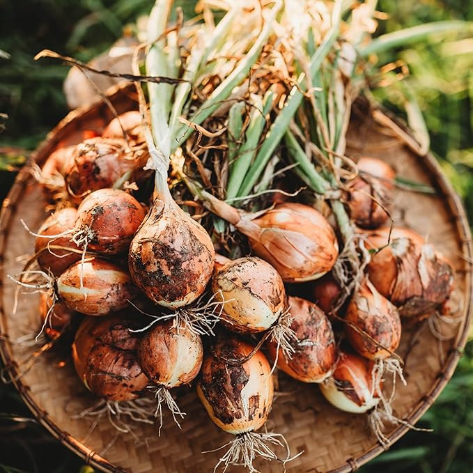 Yellow Sweet Spanish Onion - 50 Seeds - Heirloom & Open-Pollinated Variety, Non-GMO Vegetable Seeds for Planting Outdoors in The Home Garden, Thresh Seed Company