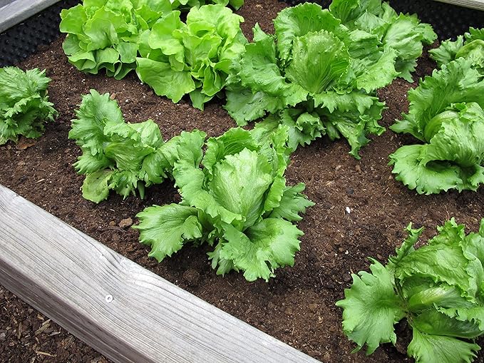 500 Iceberg Lettuce Seeds for planting - Heirloom Non-GMO USA Grown Premium Vegetable Seeds for Planting Home Garden - Crisphead Heading Lettuce Lactuca Sativa by RDR Seeds