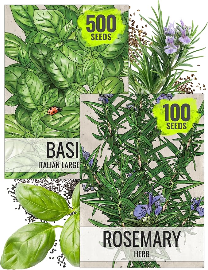 Seed Needs Rosemary Seeds & Basil Seeds for Planting Italian Herbs - Non-GMO Heirloom & Untreated Herb Seed to Plant an Indoor/Outdoor Culinary Medicinal Garden (Collection of 2 Packets)