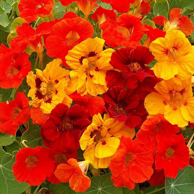 Outsidepride Jewel Mix Nasturtium Seeds - 1 lb. Annual, Easy to Grow & Versatile, Flower Seeds for Planting Vibrant Blooms, Ideal for Gardens, Borders, and Pollinator Gardens