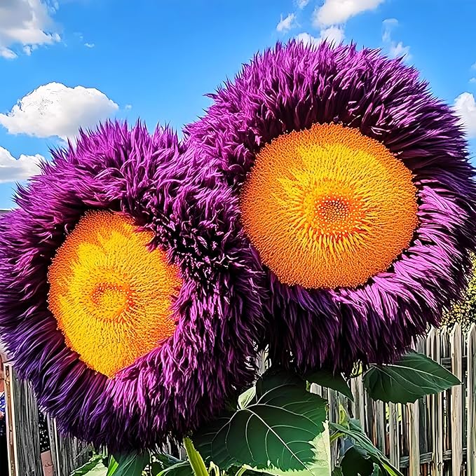 450+Mixed Sunflower Flower Seeds Bulk for Planting Outdoor Heirloom Non-GMO