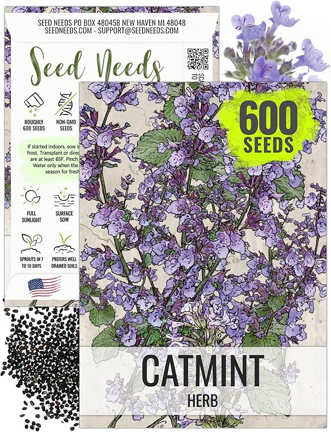 Seed Needs Catmint Seeds for Planting an Indoor/Outdoor Herb Garden - Non-GMO Heirloom & Untreated Herbal Plants - Great for Cats Nepeta mussinii (1 Pack)