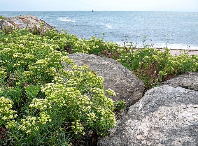40 SEA Fennel Rock Samphire Crithmum Maritimum Fragrant Herb Edible Vegetable Yellow Flower Seeds