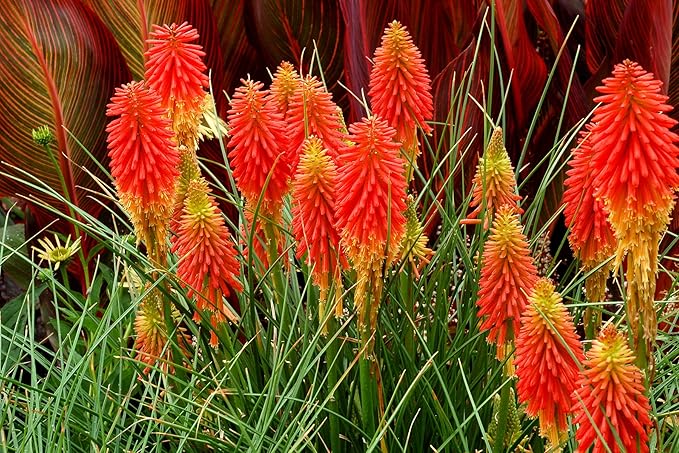 Seeds Fire Dance Red Hot Poker Perennial Flowers