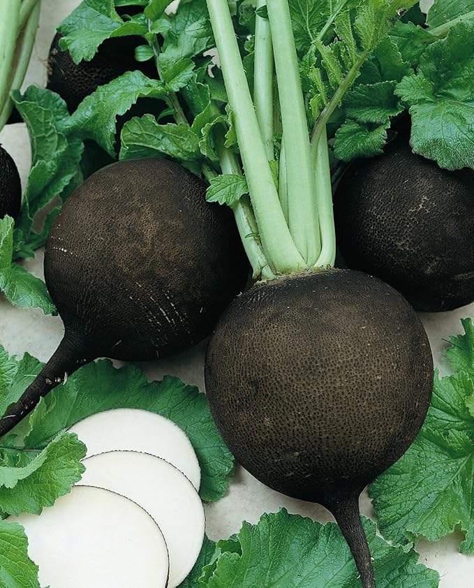 Seeds Vegetable Radish Black Winter Round Heirloom - 100 Seeds