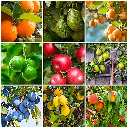 SimplyGro Fertilizer Spikes for Citrus & Fruit Trees & Shrubs (24 Spikes - 6.0 Lbs)