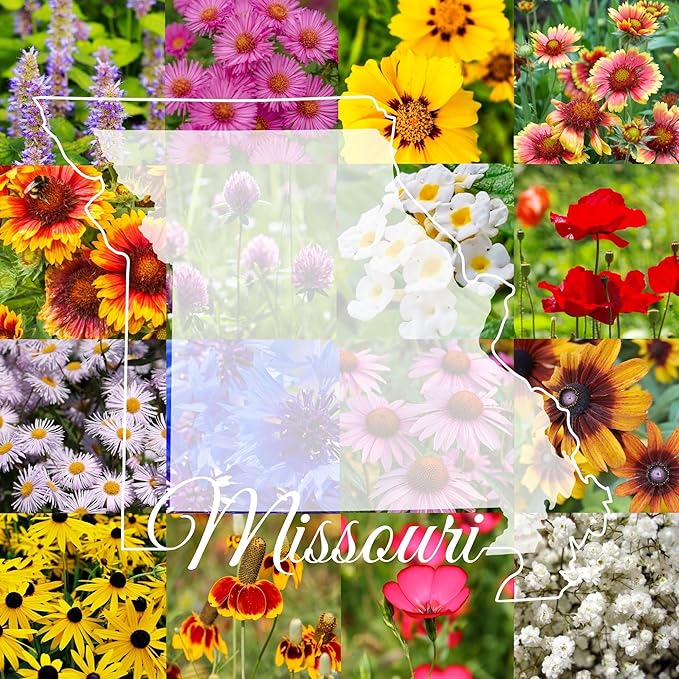 Missouri Bulk Perennial Wildflower Seed Mix 1lb Covers 2,000sq-ft - Attract Pollinators, Multi-Color Blooms - Midwest US Species Plant in Spring/Fall - Earth-Friendly Packaging (1/4 Pound)