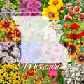 Missouri Bulk Perennial Wildflower Seed Mix 1lb Covers 2,000sq-ft - Attract Pollinators, Multi-Color Blooms - Midwest US Species Plant in Spring/Fall - Earth-Friendly Packaging (1/4 Pound)