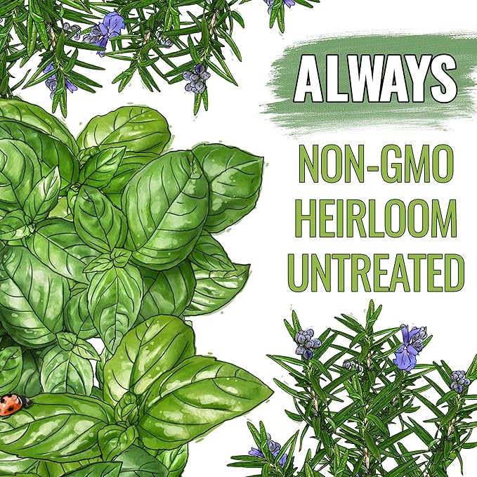 Seed Needs Rosemary Seeds & Basil Seeds for Planting Italian Herbs - Non-GMO Heirloom & Untreated Herb Seed to Plant an Indoor/Outdoor Culinary Medicinal Garden (Collection of 2 Packets)