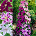 100+ Clematis Seeds for Planting - Rare Bloom Climbing Clematis Non-GMO, Heirloom Seeds Perennial Flower Garden Flower