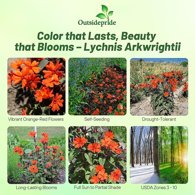 Outsidepride Arkwrightii Lychnis Seeds - 2000 Pcs Perennial Flower Seeds with Long Blooming Season & Attractive to Pollinators, Easy to Propagate for Borders, Containers, or Cottage Gardens