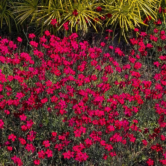 Outsidepride Deltoides Maiden Pink Dianthus Seeds for Planting - 10000 Pcs Easy to Grow Hardy Perennial Flower Seeds with Colorful & Fragrant Blooms for Mixed Planting, Containers & Pollinator Gardens
